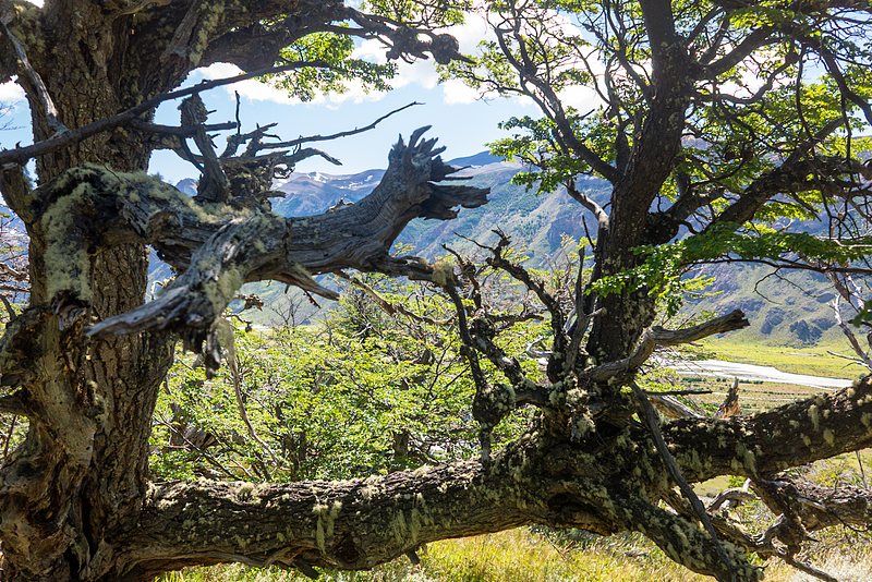 Twisted branches