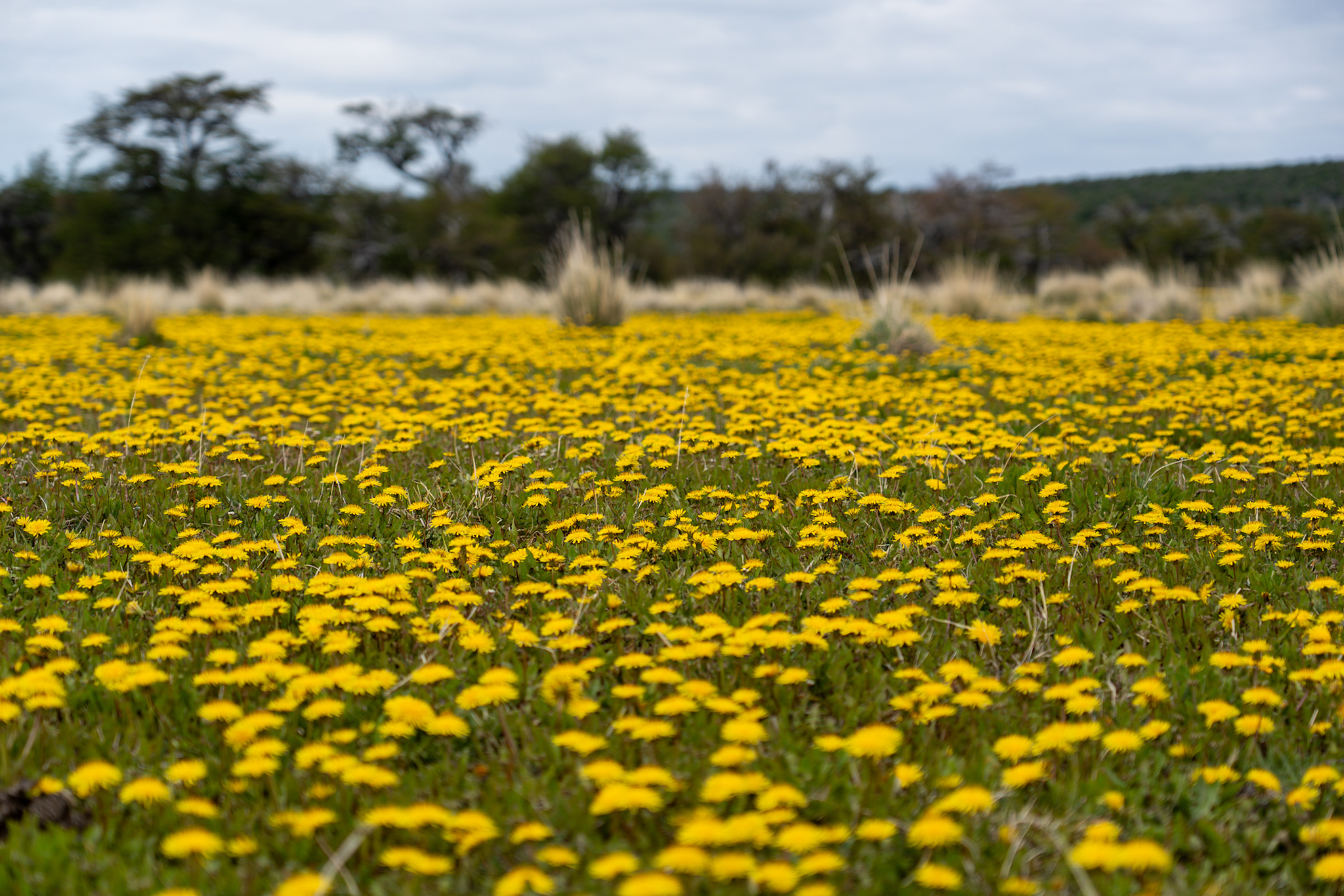 Fields of Dandylions