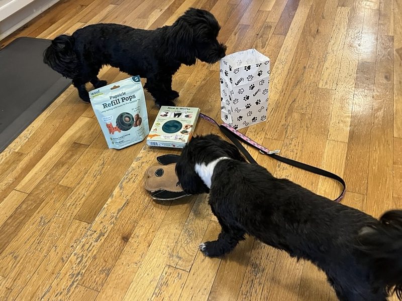 two small black dogs sniffing a dog toy and two bags