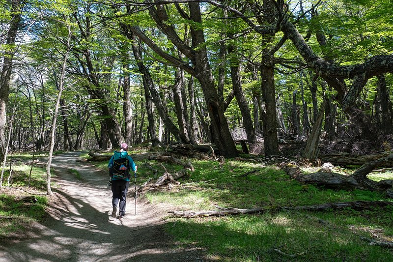 Patagonian Lenga forests