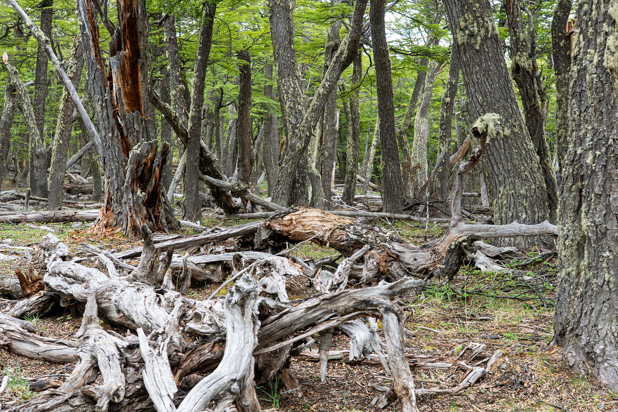 The tangled web of the Lenga forests