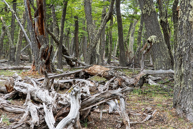 The tangled web of the Lenga forests