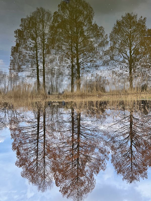 The Image of three trees with red leaves reflected in the surface of a pond. The picture is turned upside down.