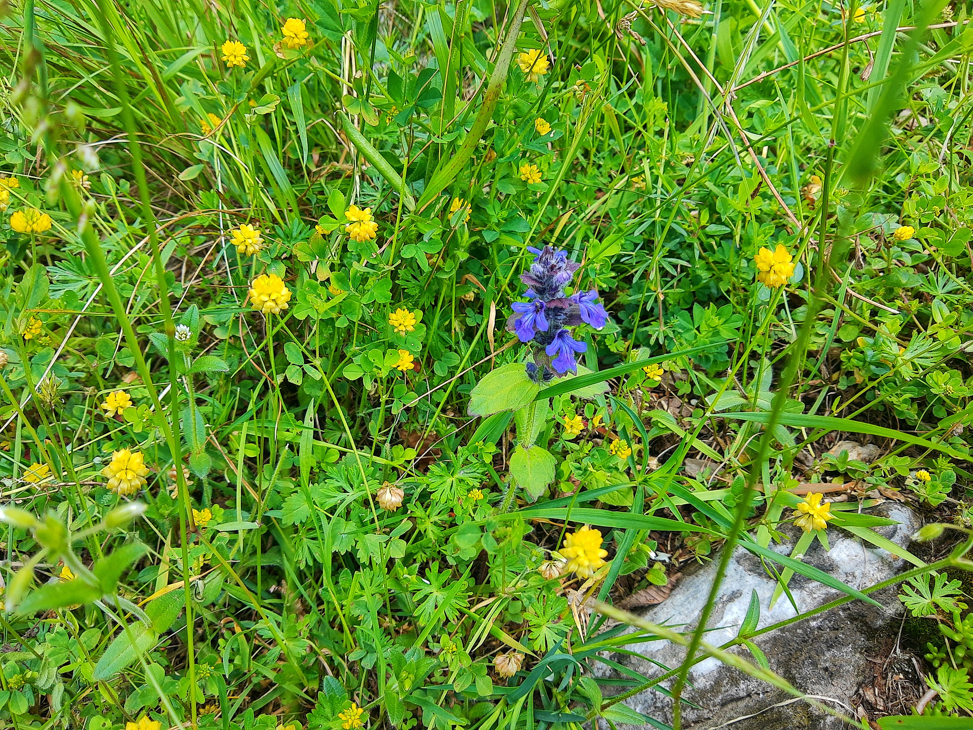 Un prato verde con fiori di diversi colori