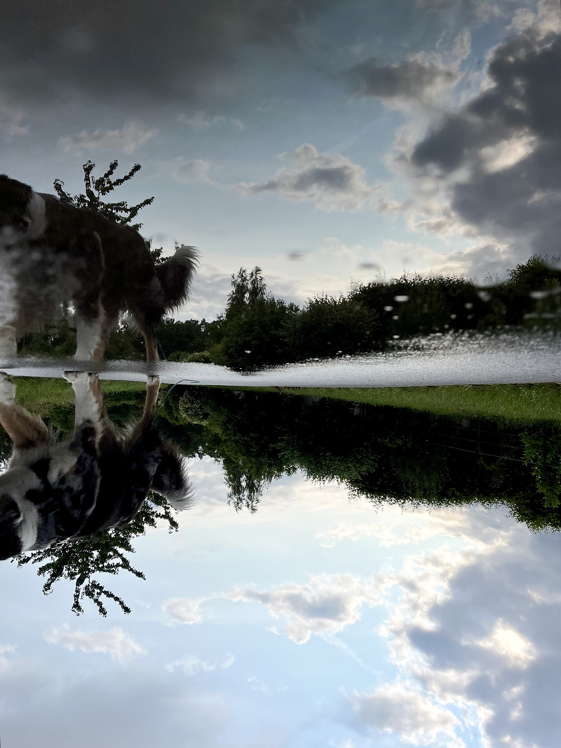 Some trees and dark clouds reflected in a puddle on a concrete path. On the left side there is a dog bowing its Head to the puddle, also reflected. The picture is turned upside down.