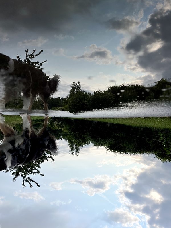 Some trees and dark clouds reflected in a puddle on a concrete path. On the left side there is a dog bowing its Head to the puddle, also reflected. The picture is turned upside down.
