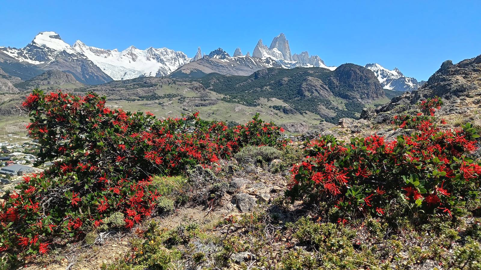 view of the mountain range behind the town of El Chalten with a fire bush in the foreground 