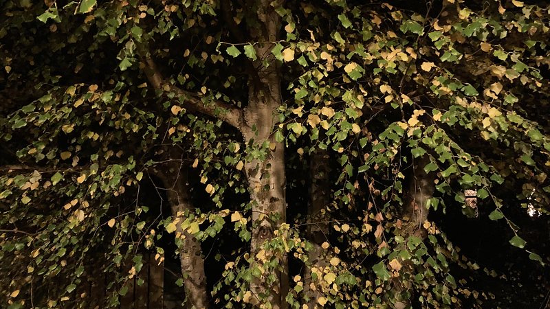 Night light