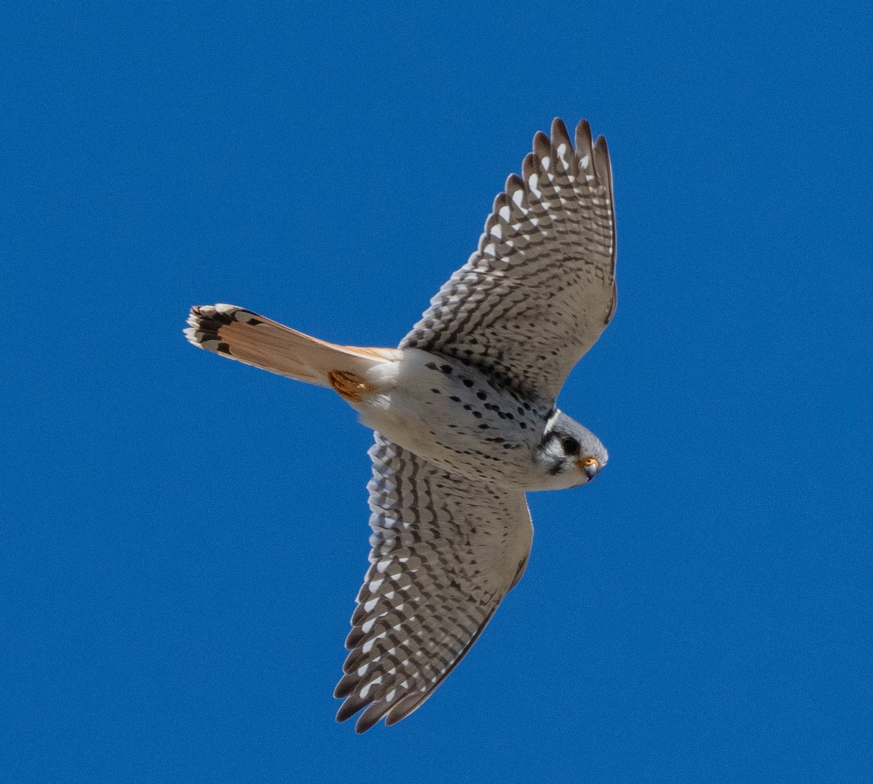 American Kestrel 