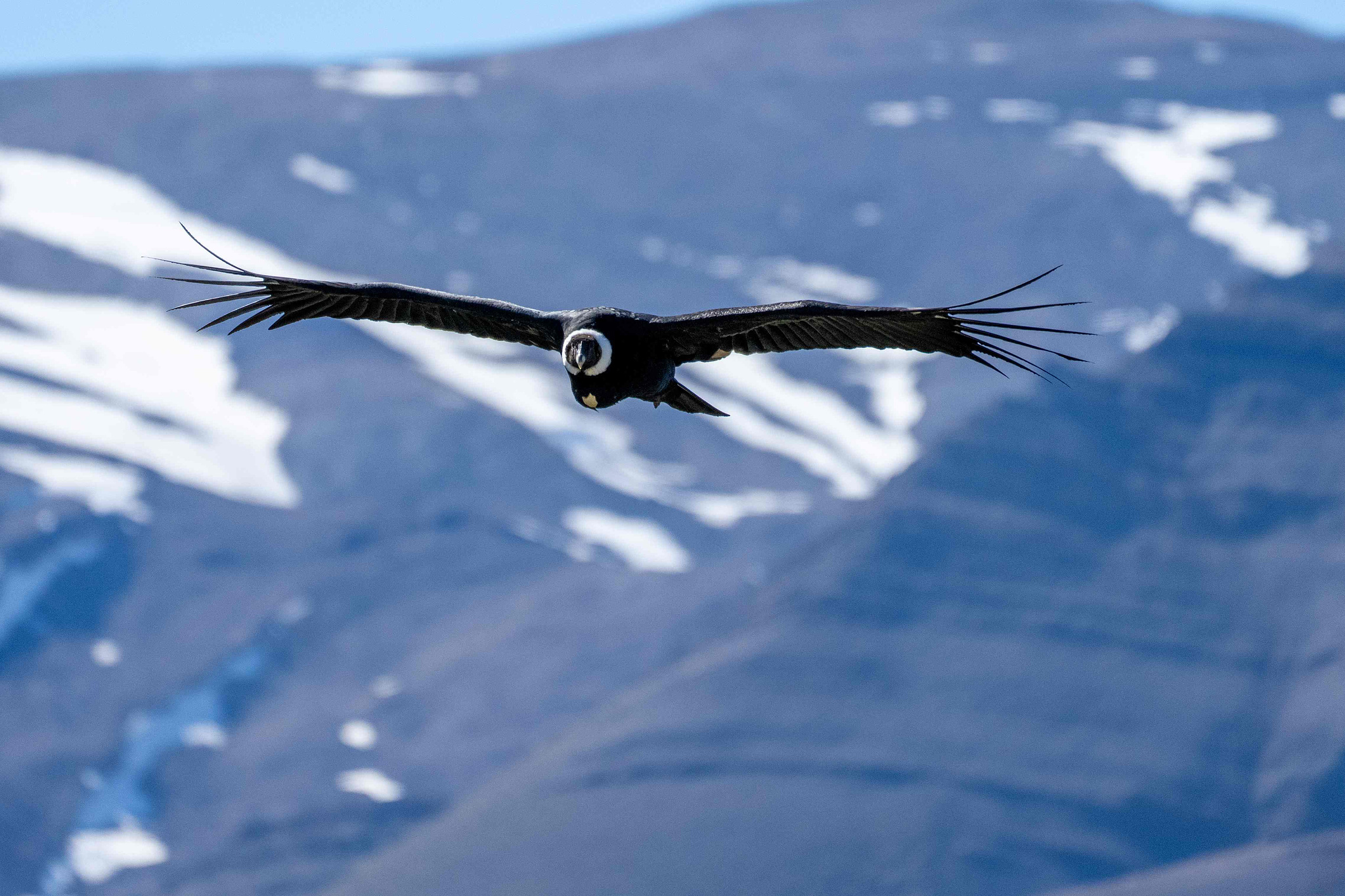 Andean Condor 