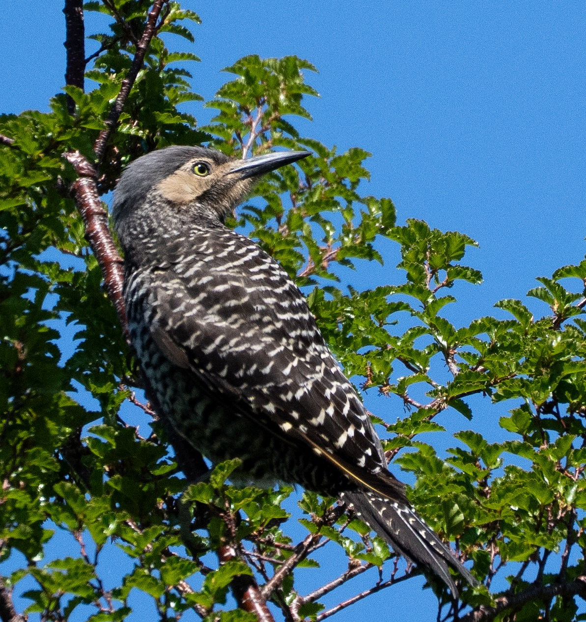 Chilean Flicker 