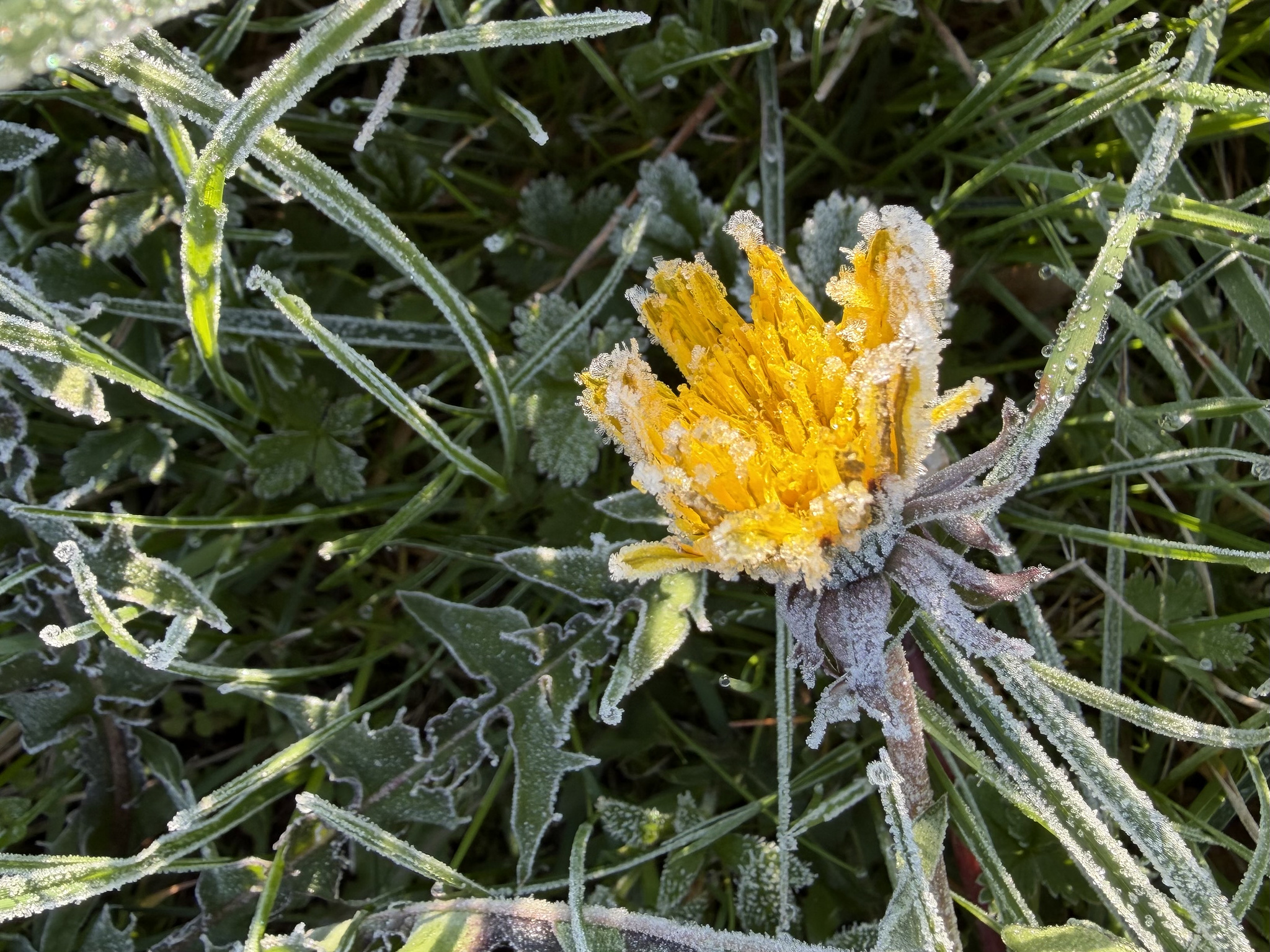 Eiskristalle an der Blüte