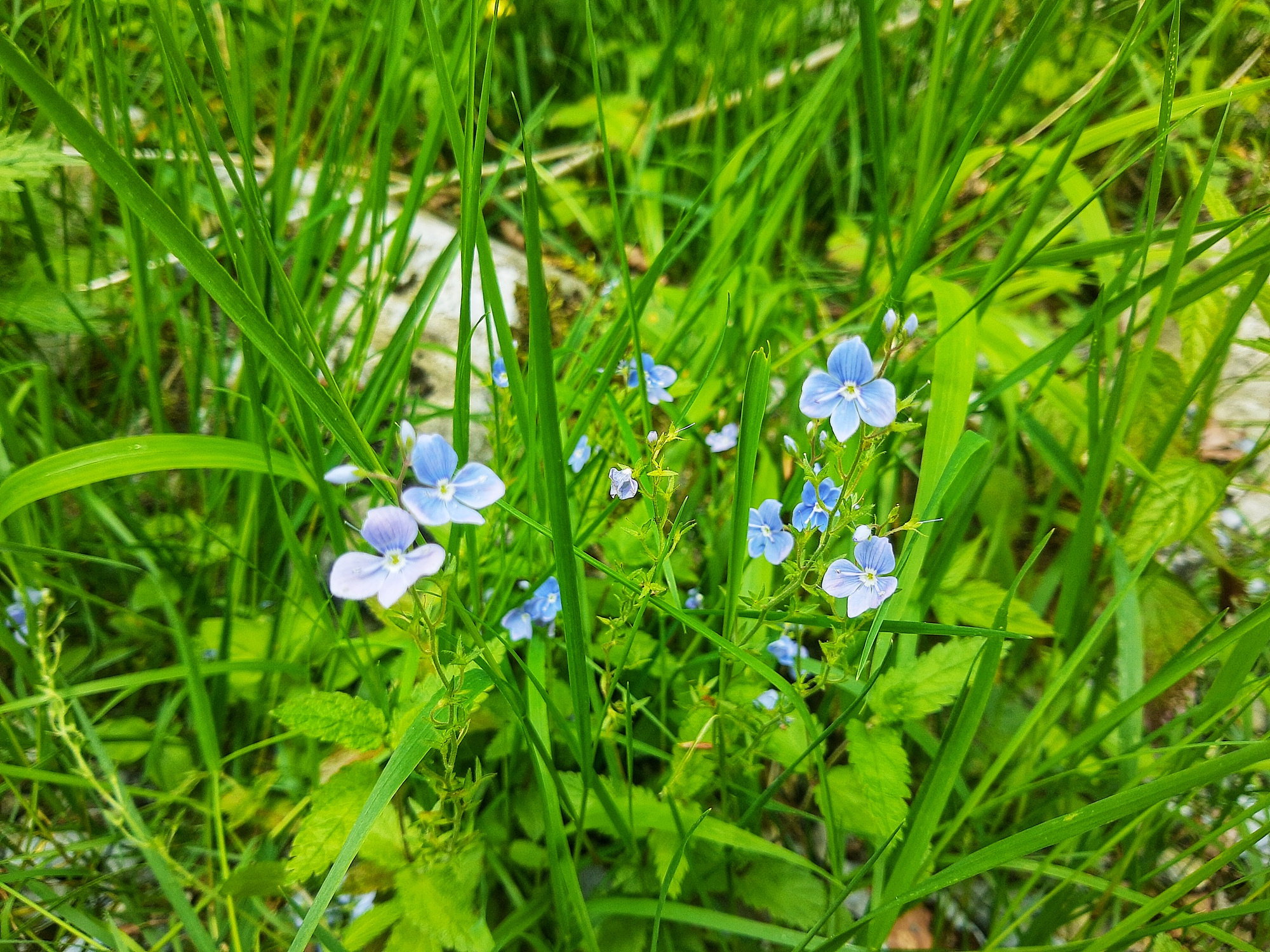 alcuni fiori in mezzo alla verde