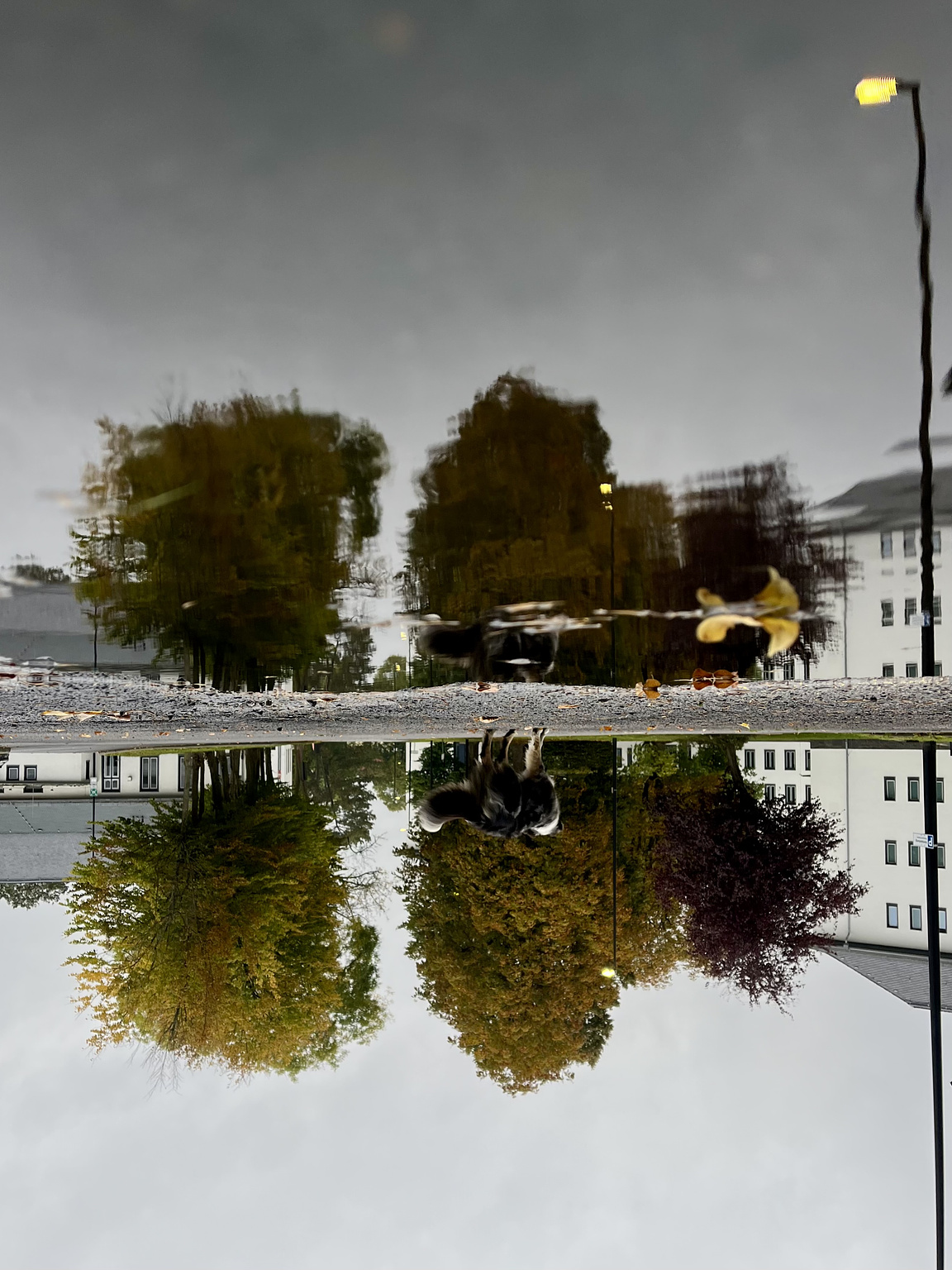 Two trees and a street lamp, all reflected in a puddle. The picture is turned upsidedown.