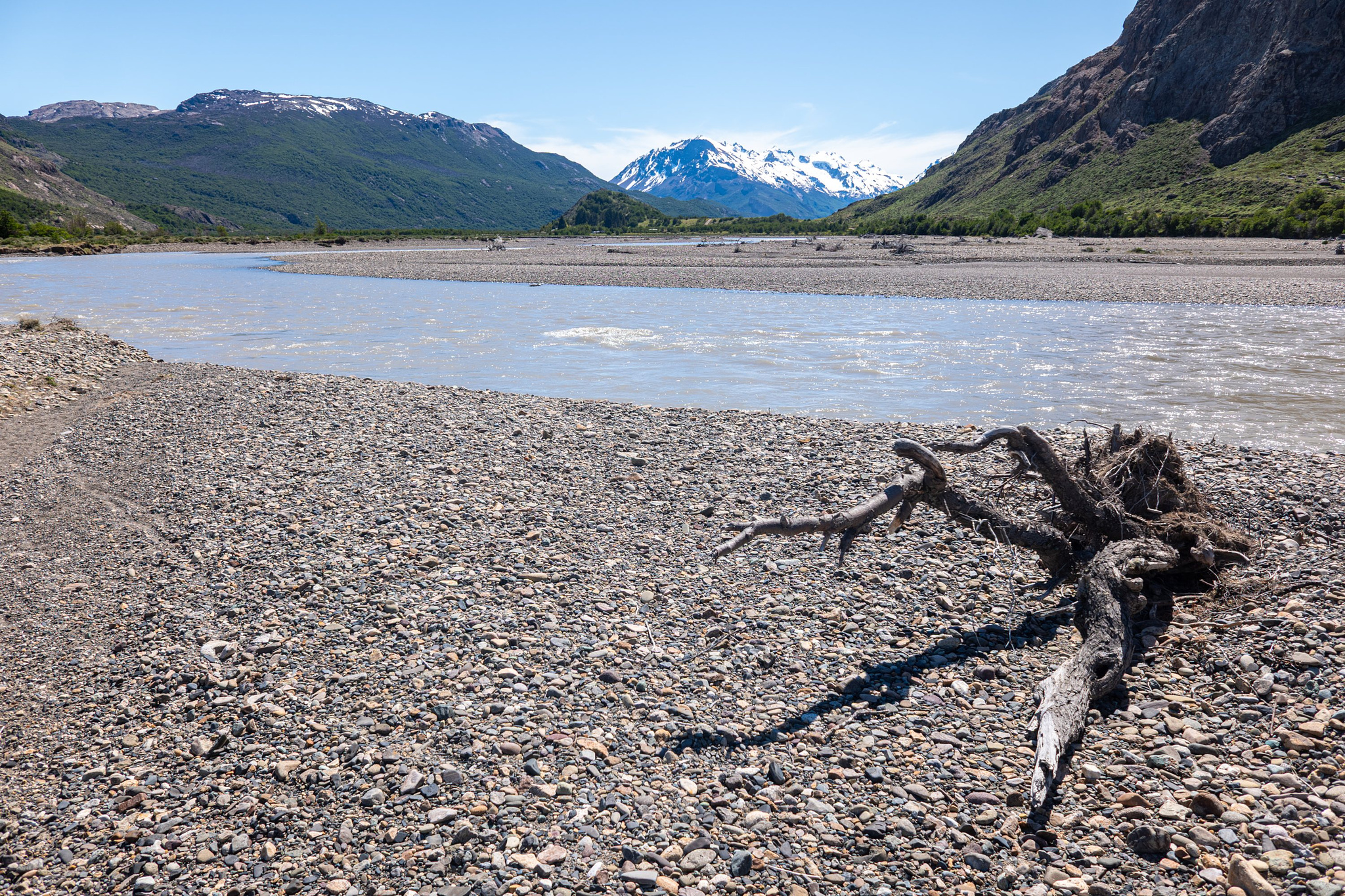 Tree washed down the Rio de las Vueltas