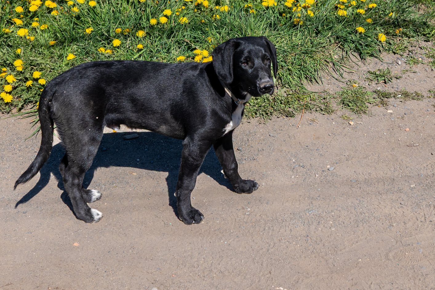 One of El Chaltens many friendly four legged friends
