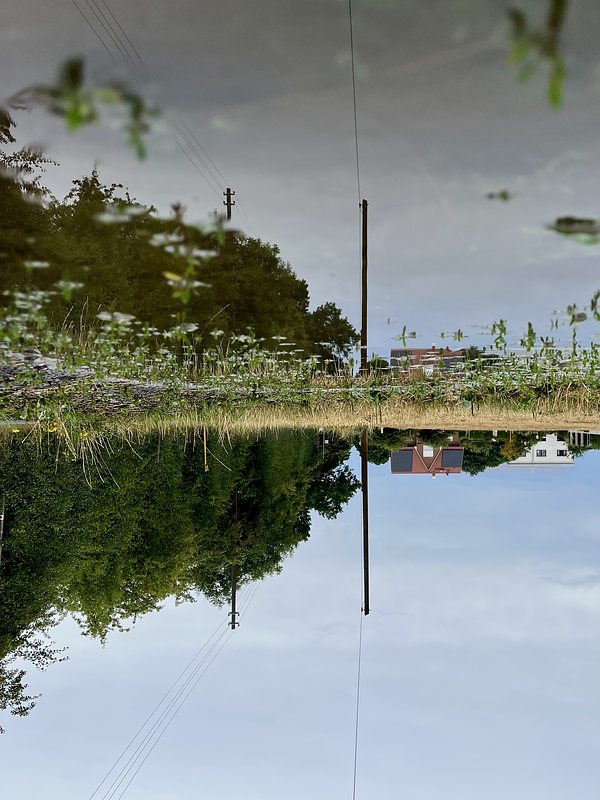 Bushes, two houses, and a power pole, all reflected in a puddle on an asphalt path. The whole Picture is turned upsidedown.
