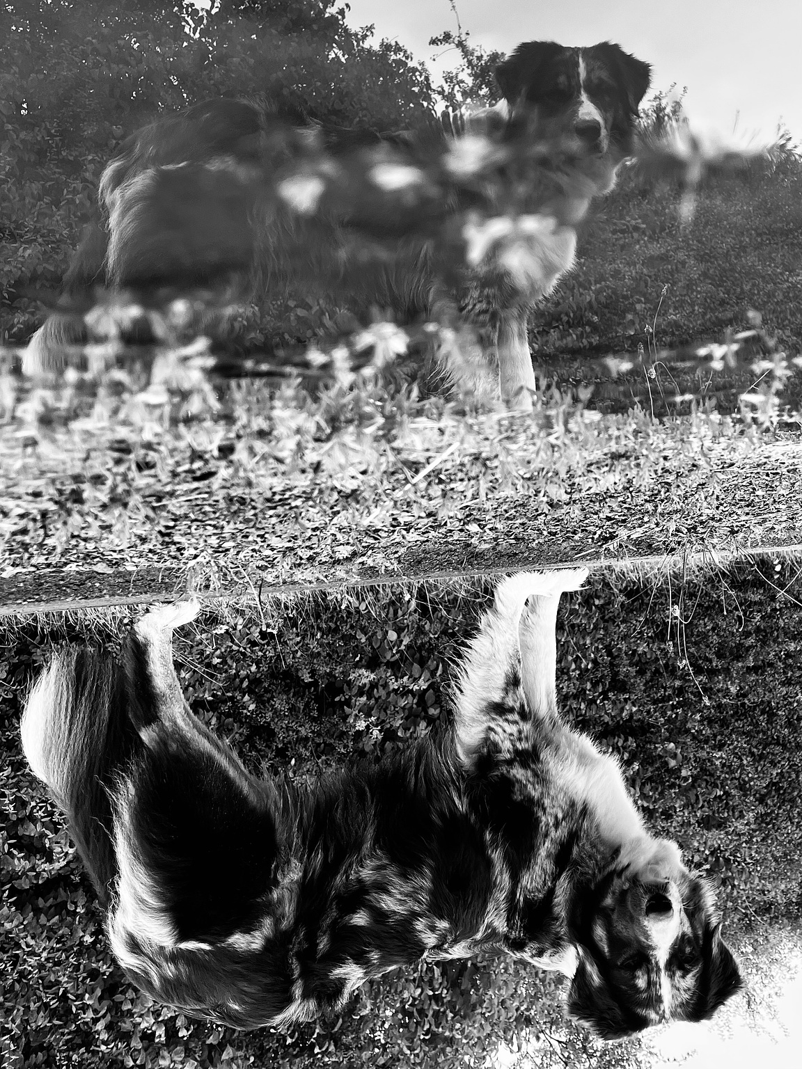 A black and white Picture of a Border Collie / Australian Shepherd dog, reflected in a puddle. The whole Picture is turned upsidedown.