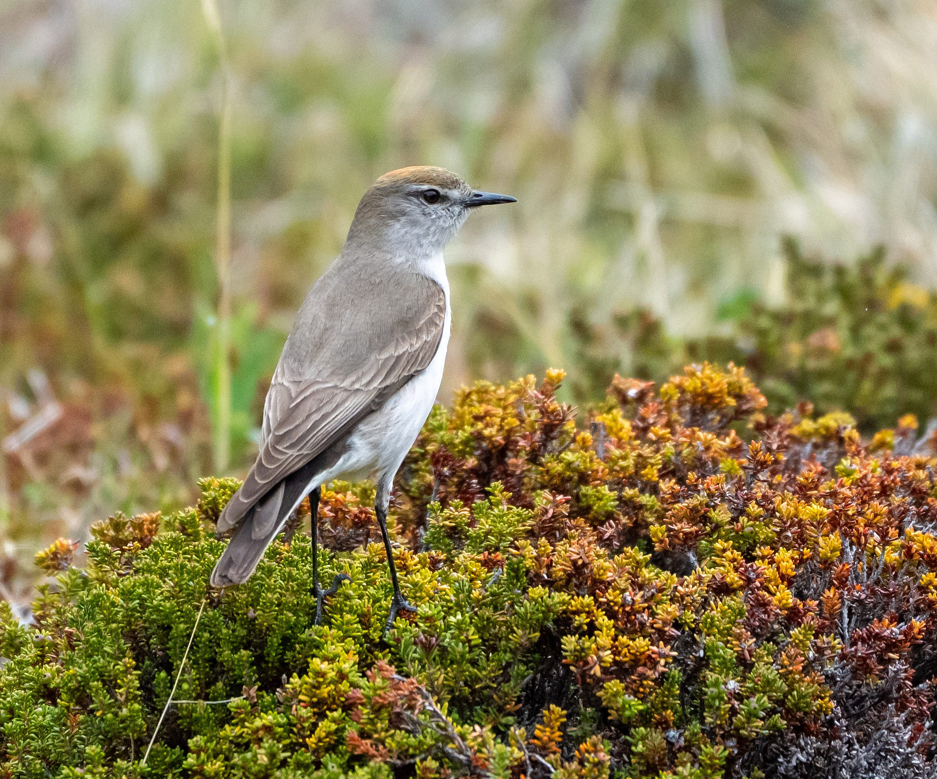White-browed Ground Tyrant stood on top of vegetation 