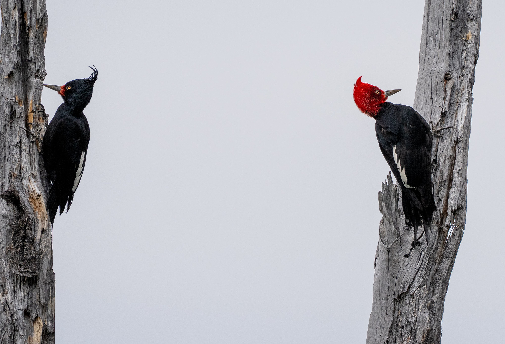 Magellanic Woodpecker pair perched on tree branches 