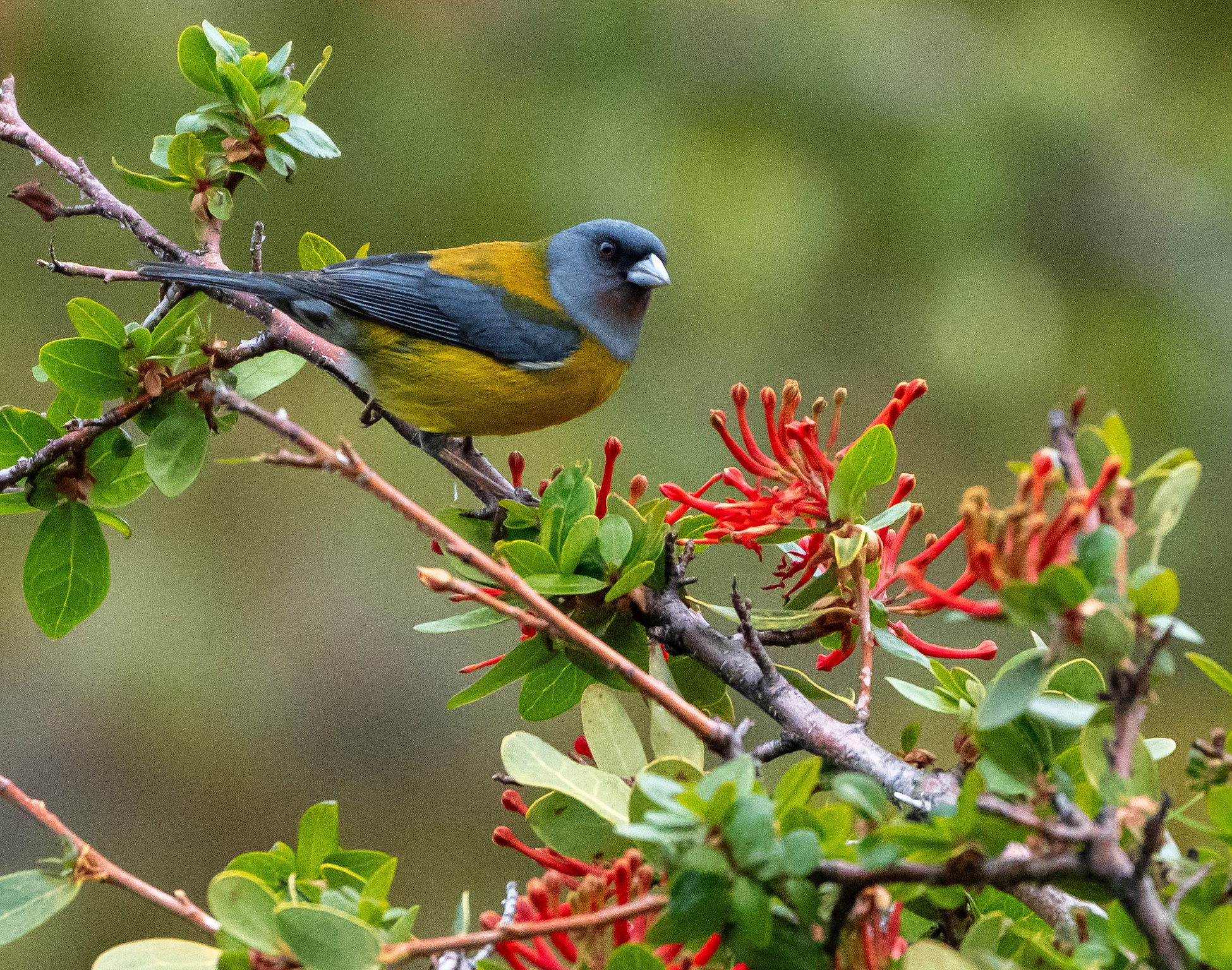 Patagonian Sierra Finch perched on the branch of a fire bush