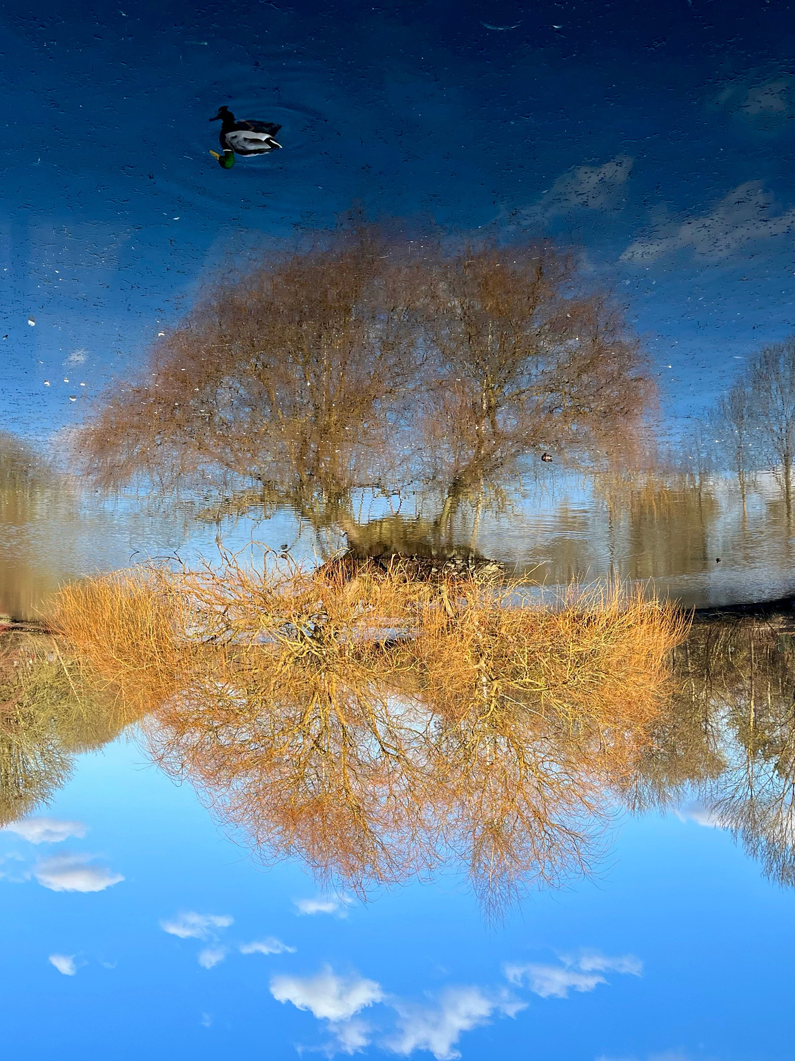 Reflection of a tree and a duck in a pond.