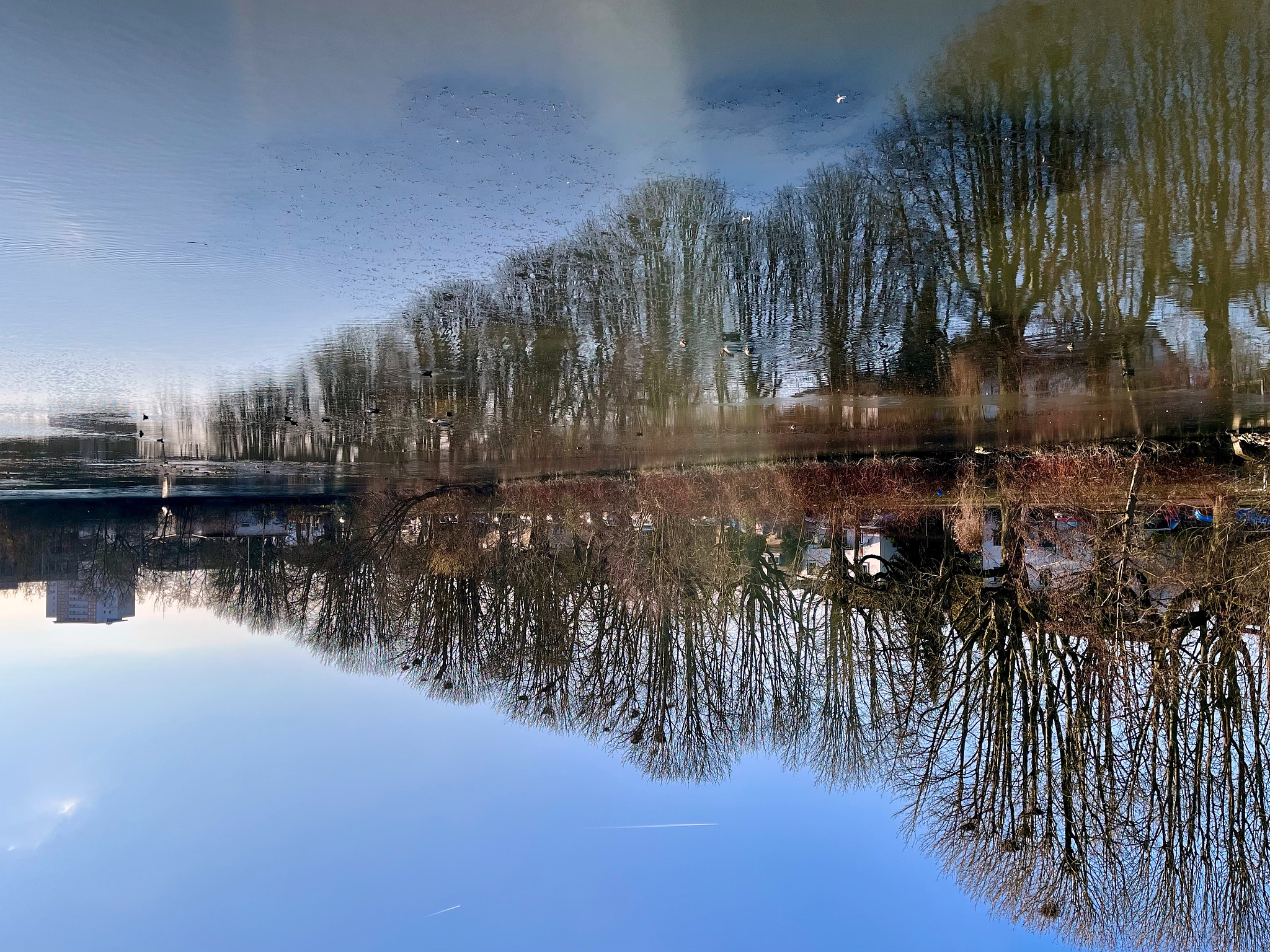 Reflection of trees in pond.