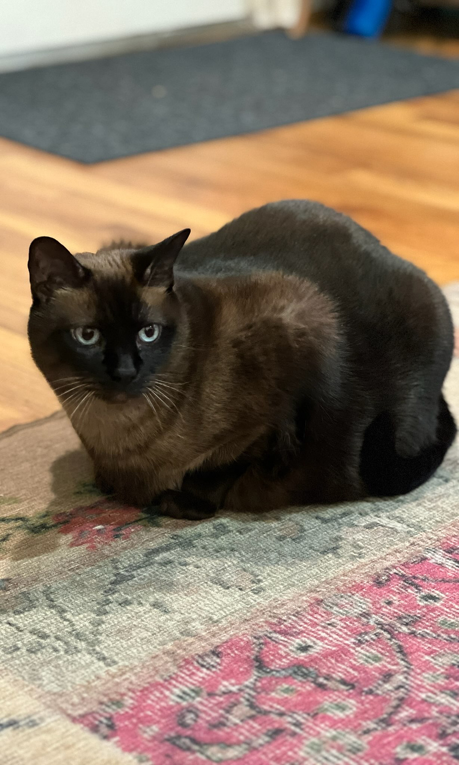 large Siamese cat