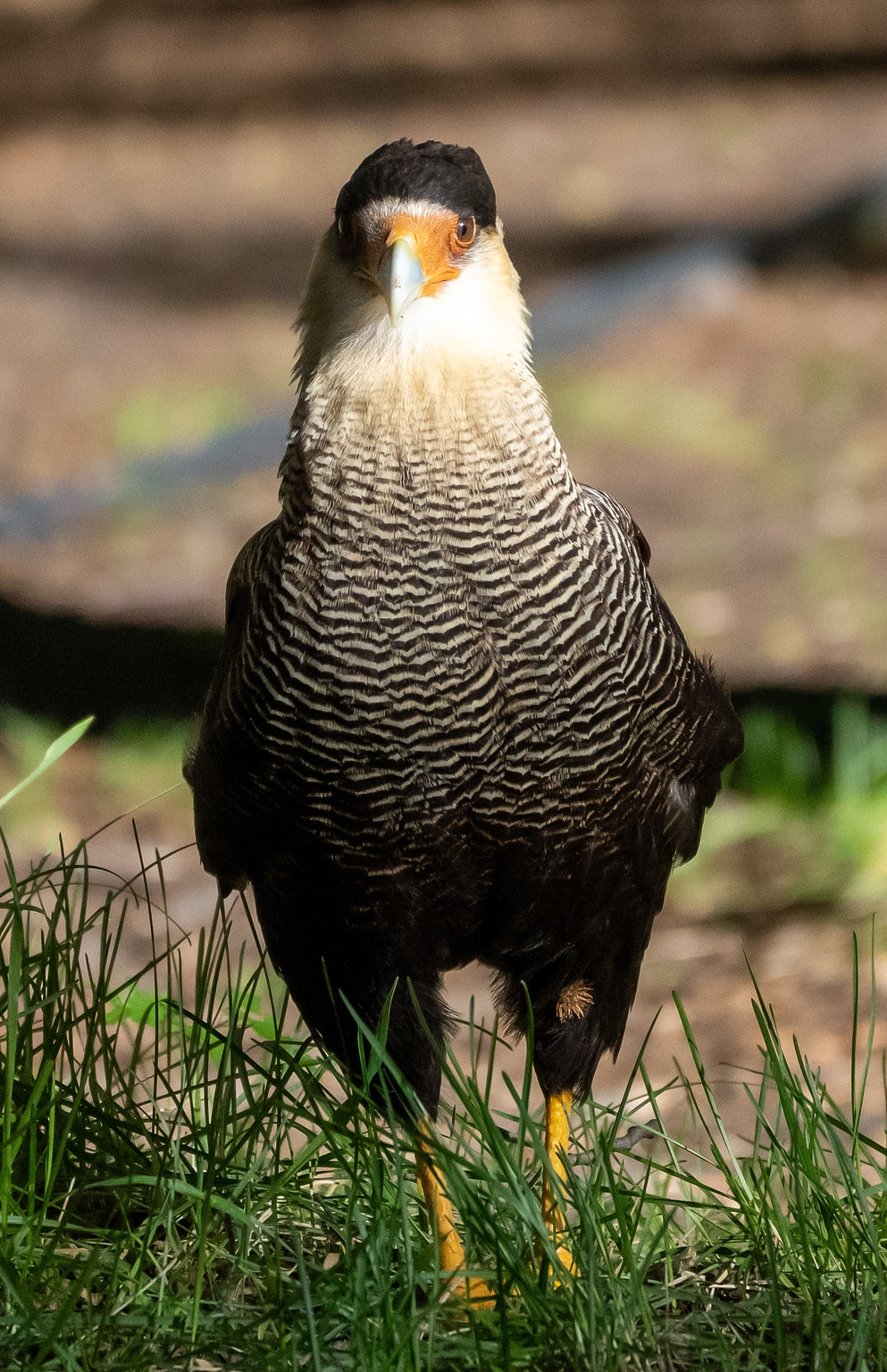 Crested Caracara walking towards the camera 