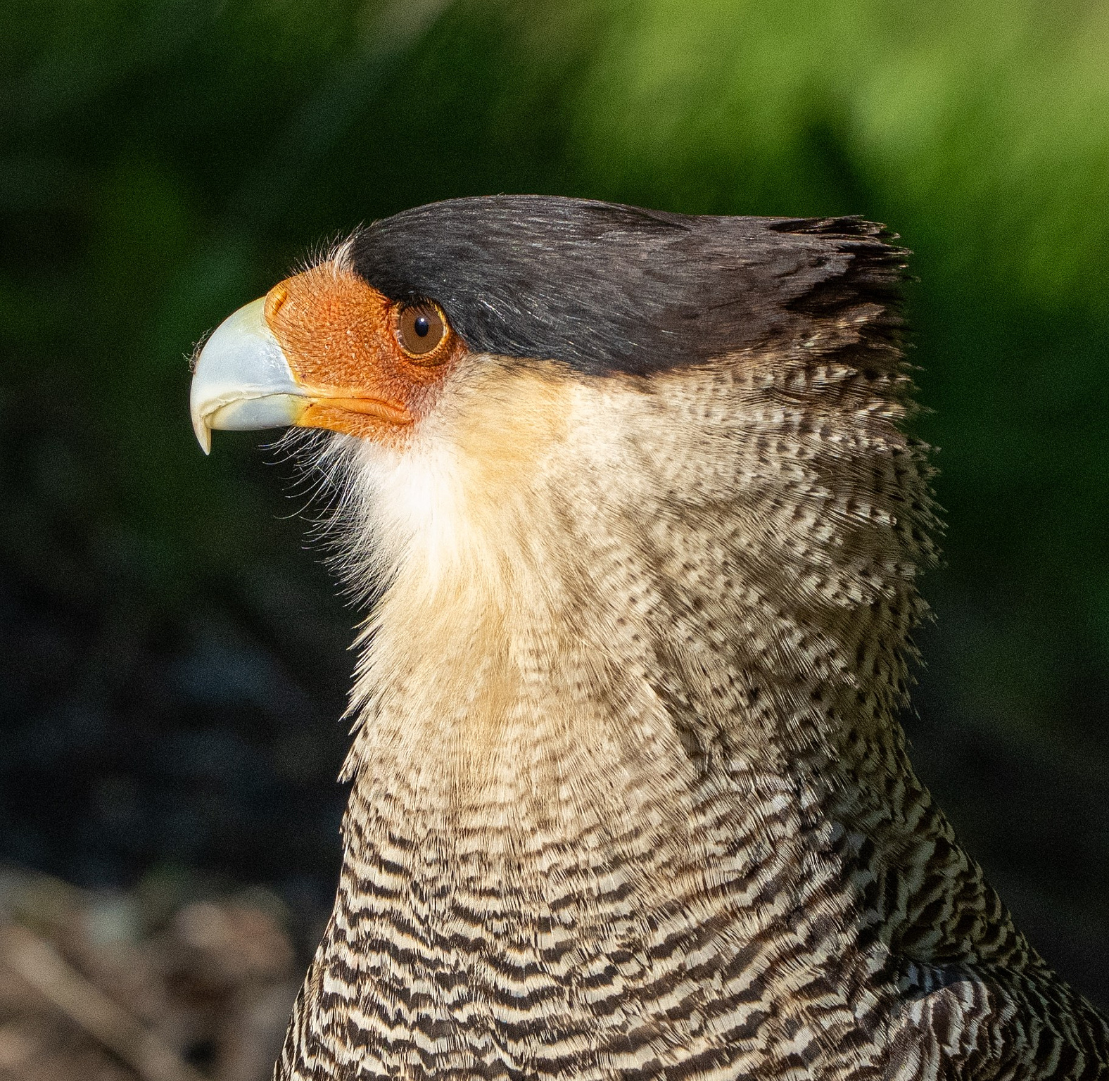 Crested Caracara portrait 