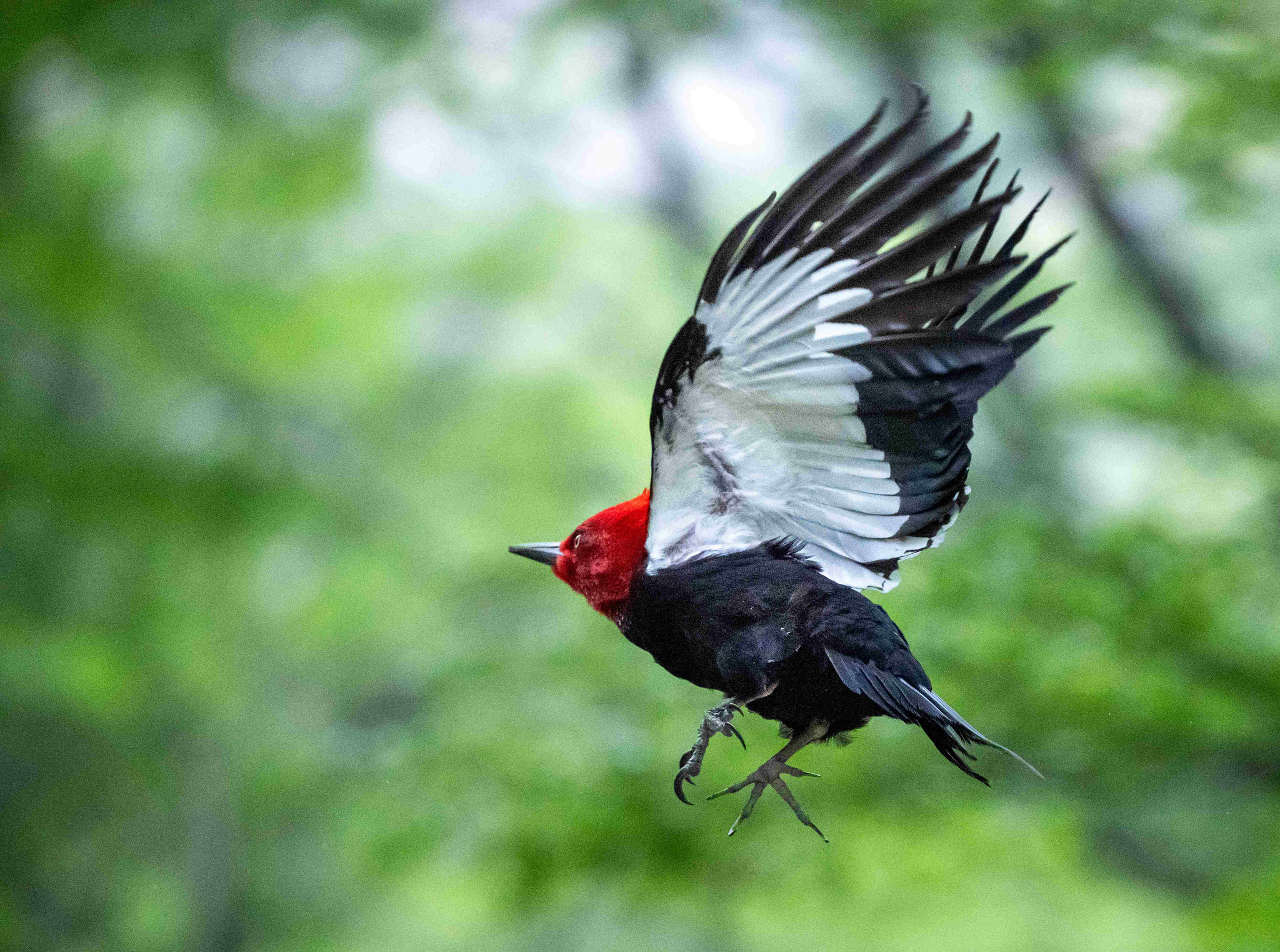 Magellanic Woodpecker flying 