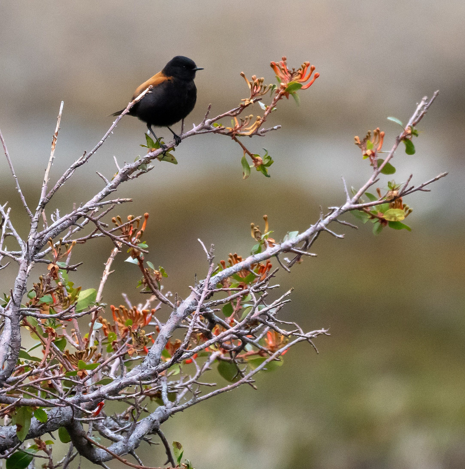Austral Negrito perched on a branch of a fire bush 