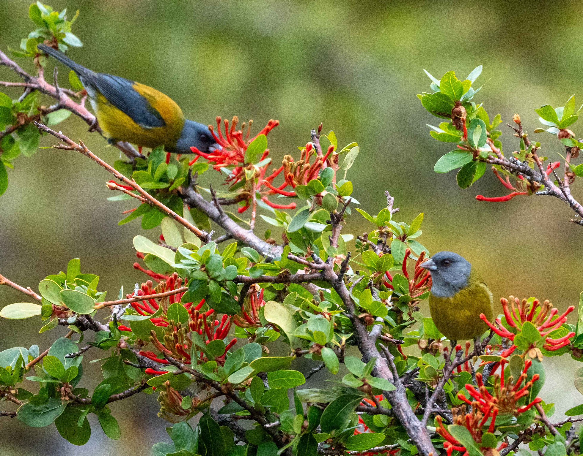 Patagonian Sierra Finch pair in a fire bush 