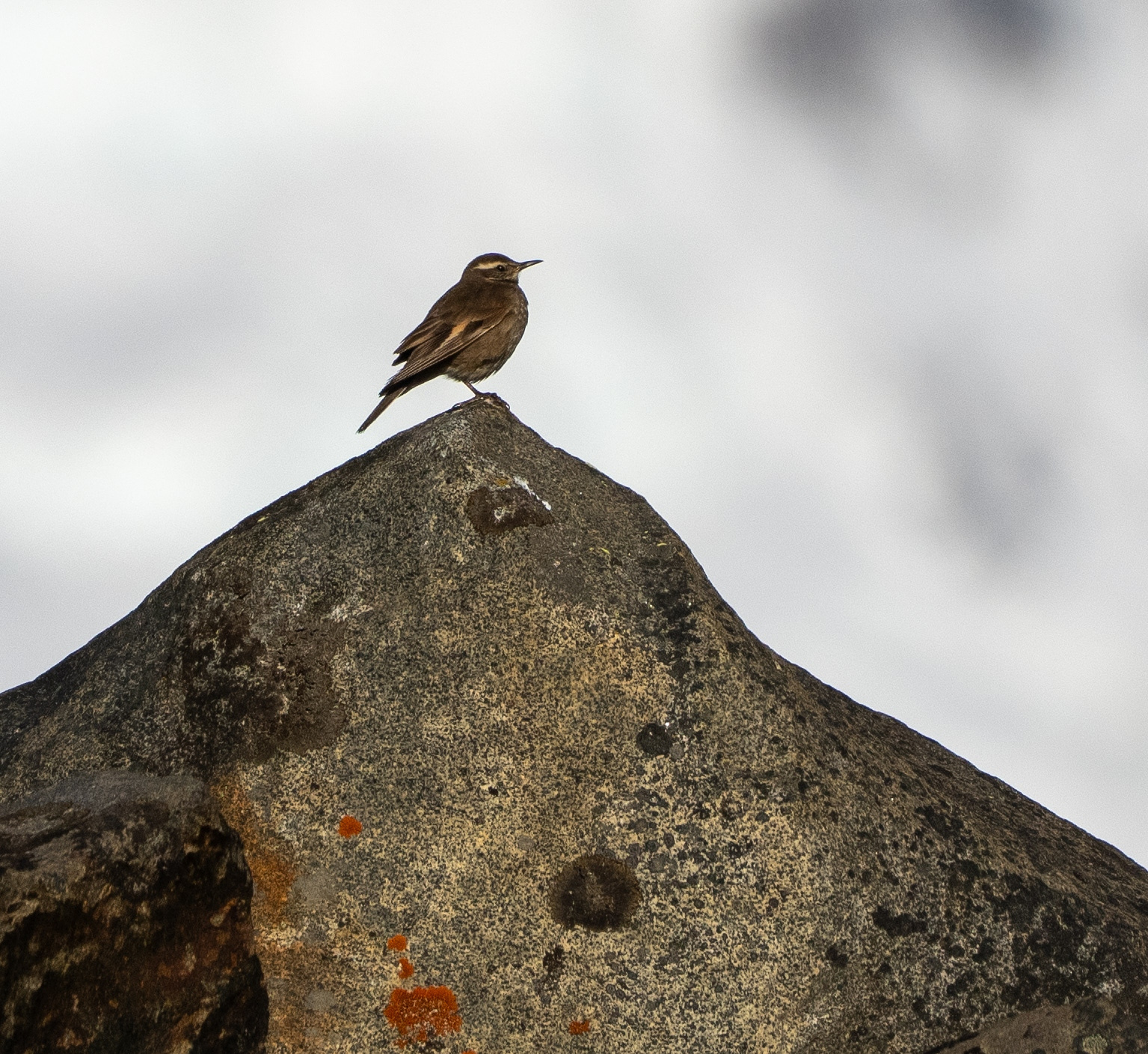 Buff-winged Cinclodes standing on the top of a rock snow in the background 