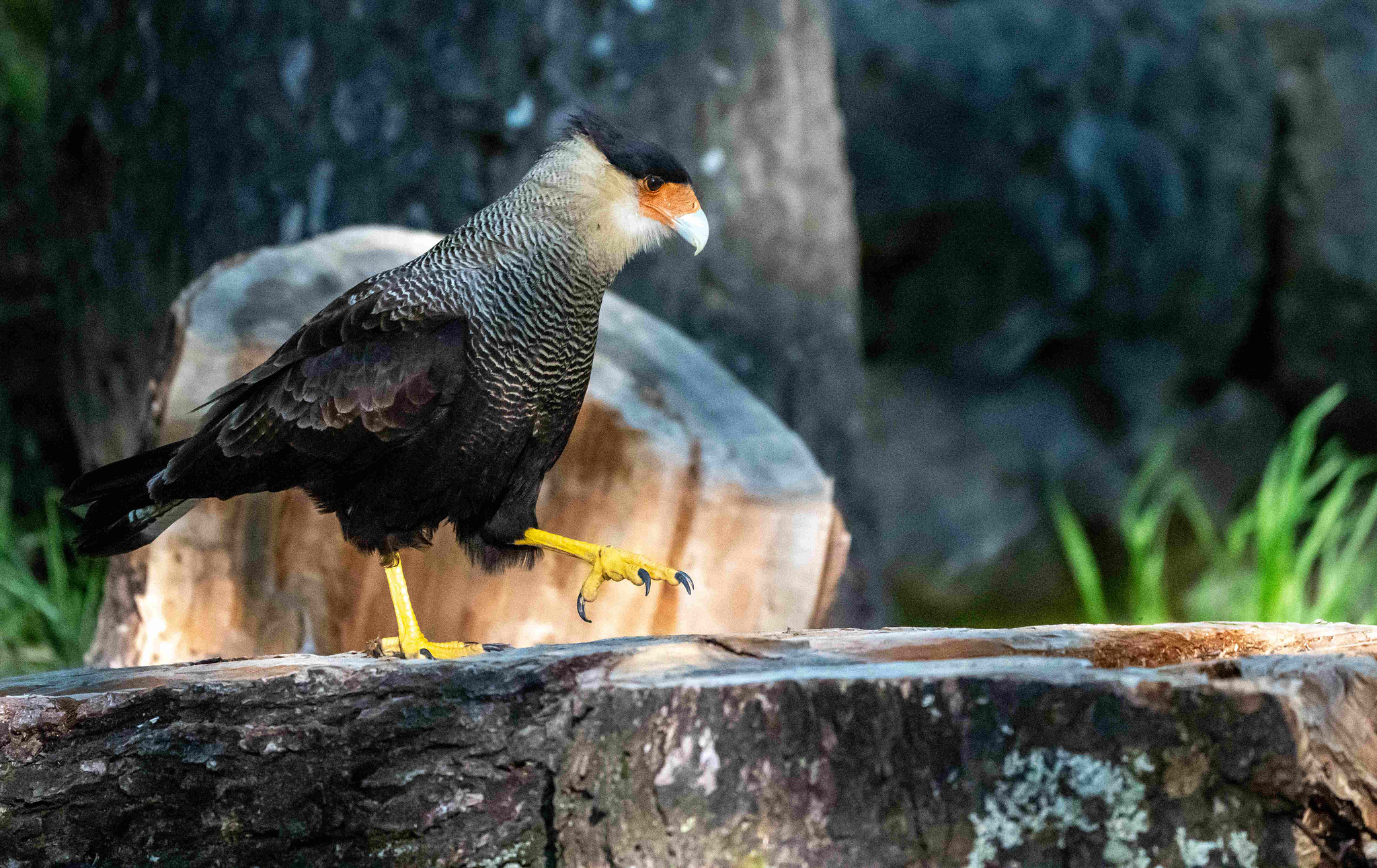 Crested Caracara walking on a log