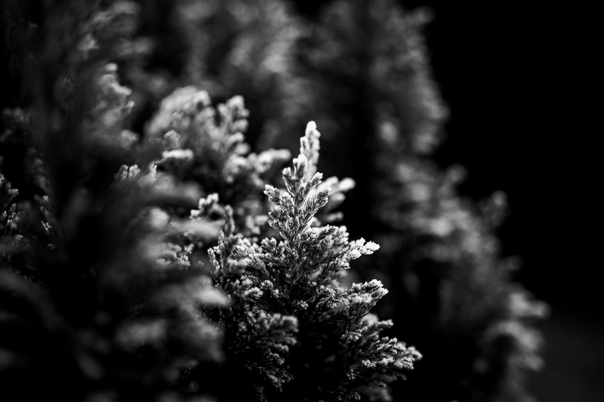 Accidental macro