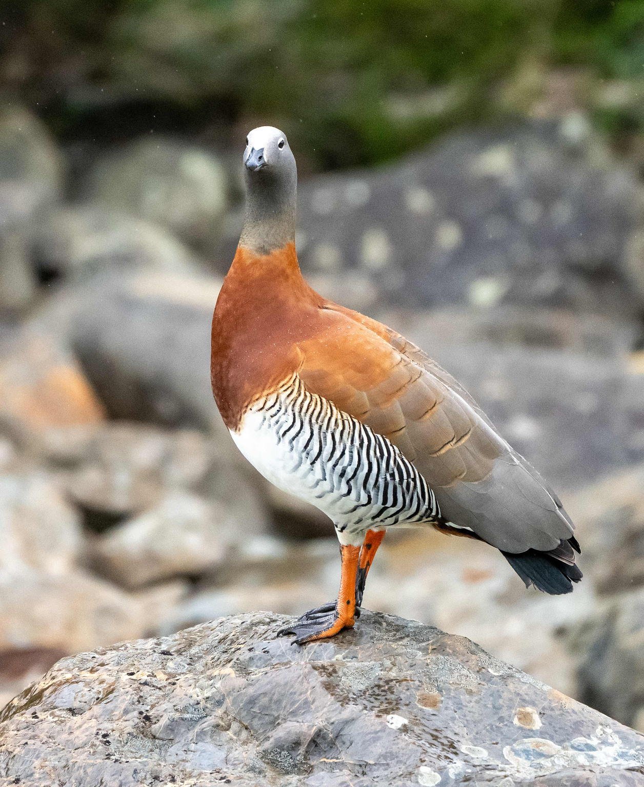 Ashy-headed Goose stood on a rock