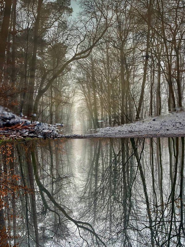 Forest, reflection of trees and a path in a puddle.