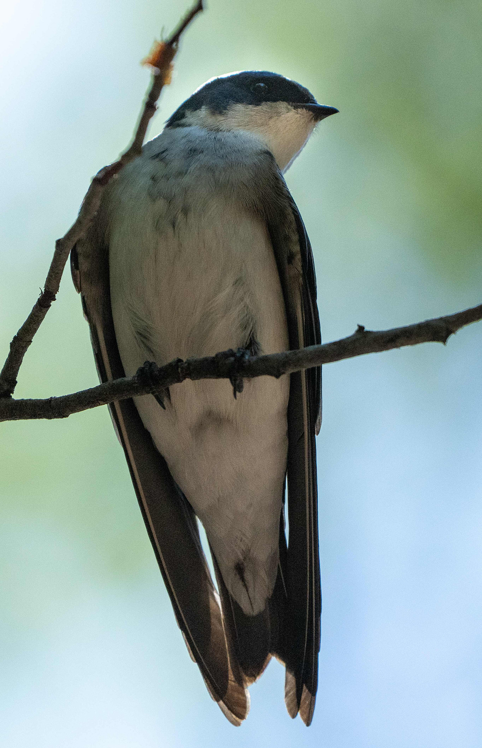 Chilean Swallow 