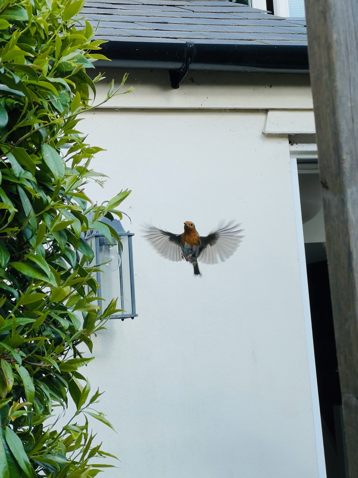 robin in flight