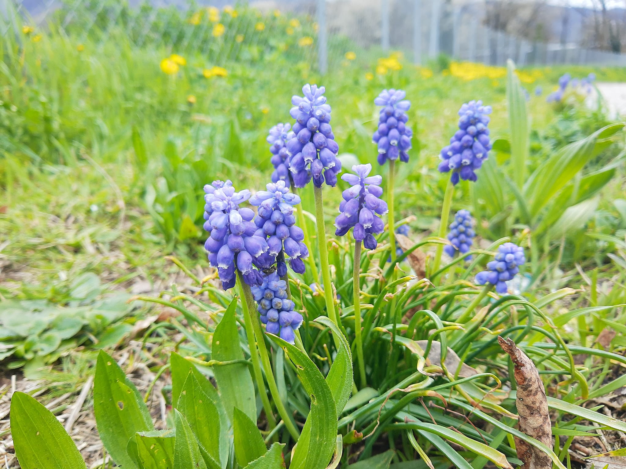 Flowers along the street