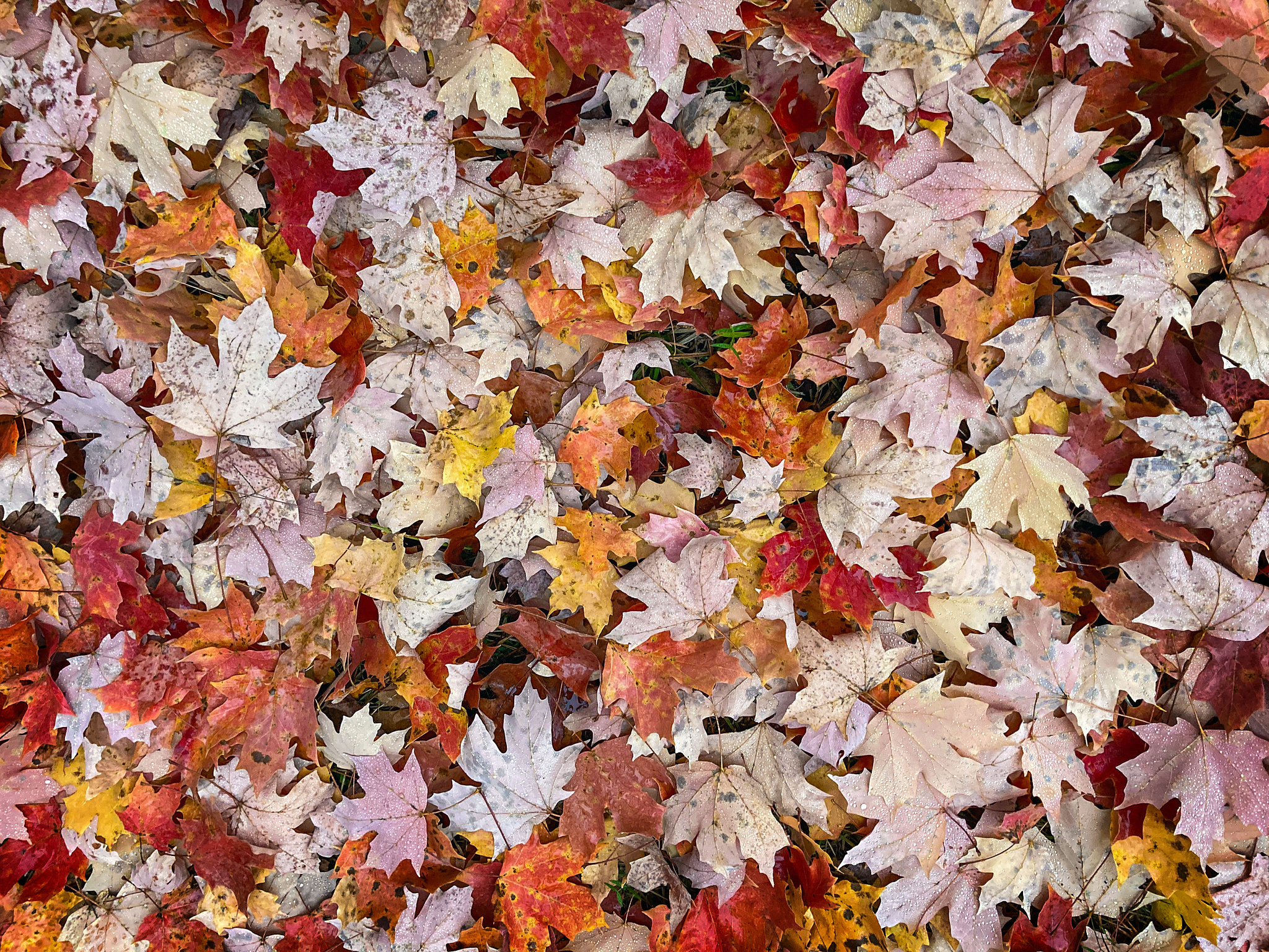 Background of fallen leaves.