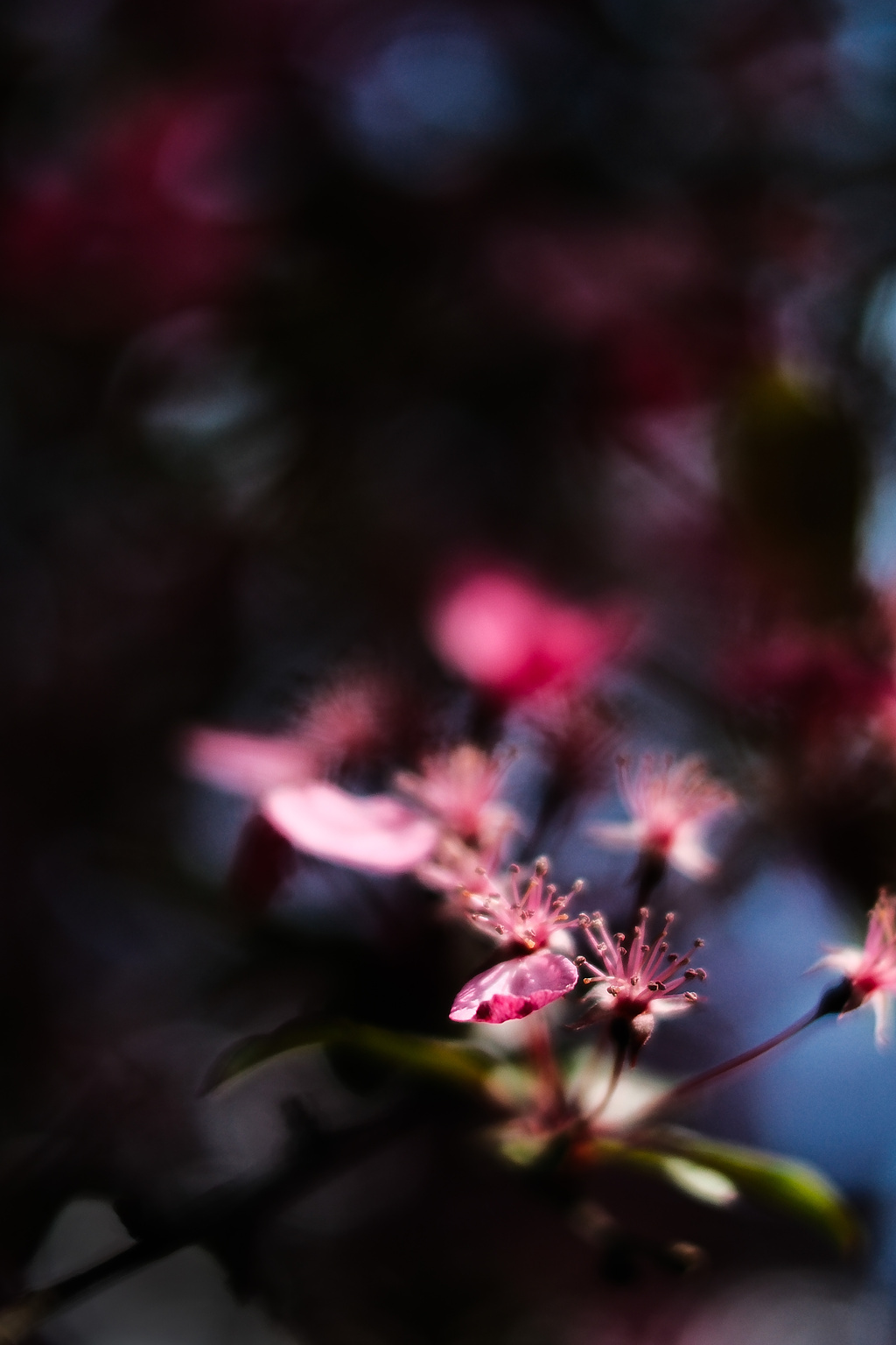 Pink blossoms