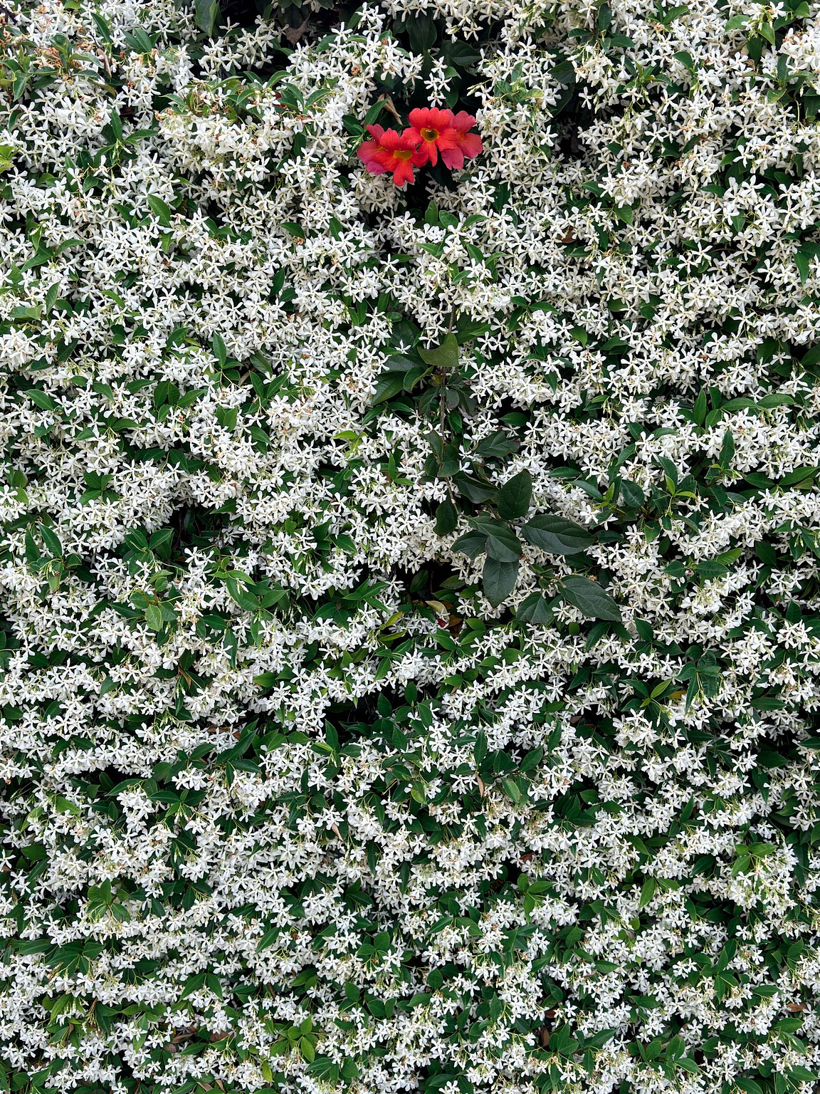 An impenetrable wall of vines, bursting with small white flowers that nearly swallow the vine's green leaves in a carpet of delicate petals. A small handful of vibrant magenta red flowers peek out near the top middle of the frame.