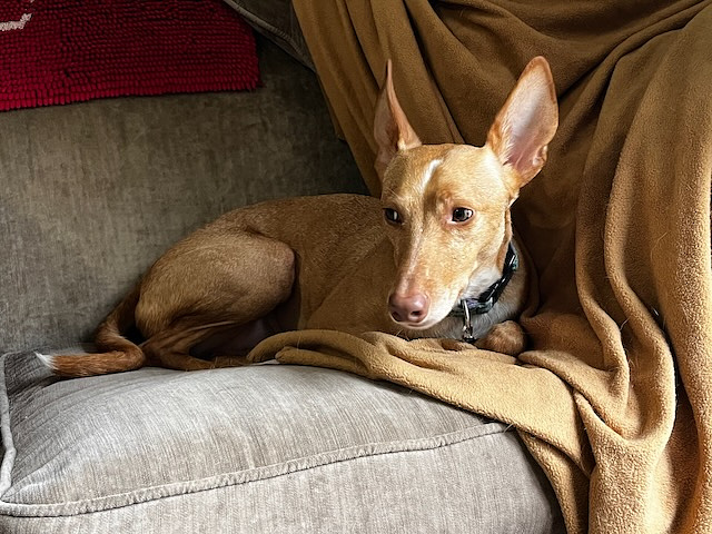 Mr Leo, Podenco Andaluz, on a sofa