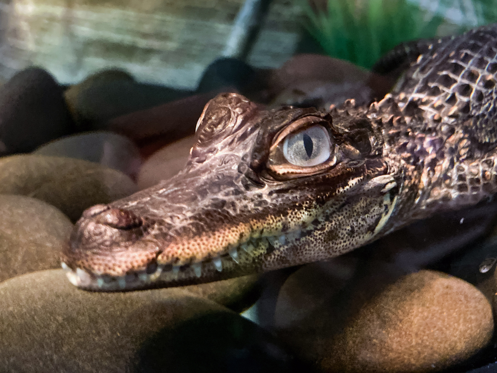 A baby alligator at our local museum. He's probably thinking about eating me.