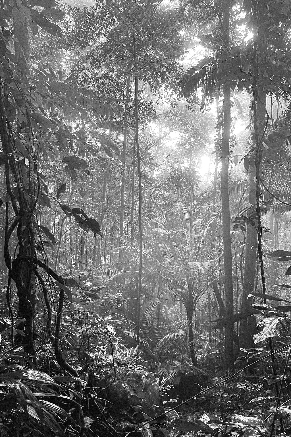 Trees in a rainforest. 