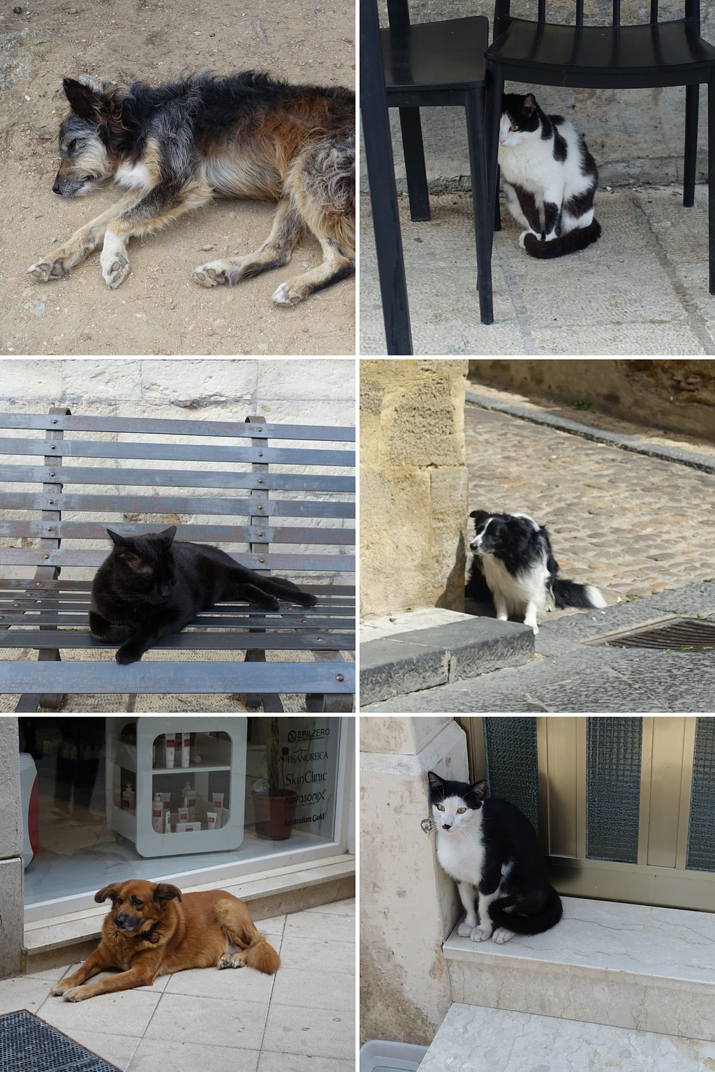 collage van honden en katten