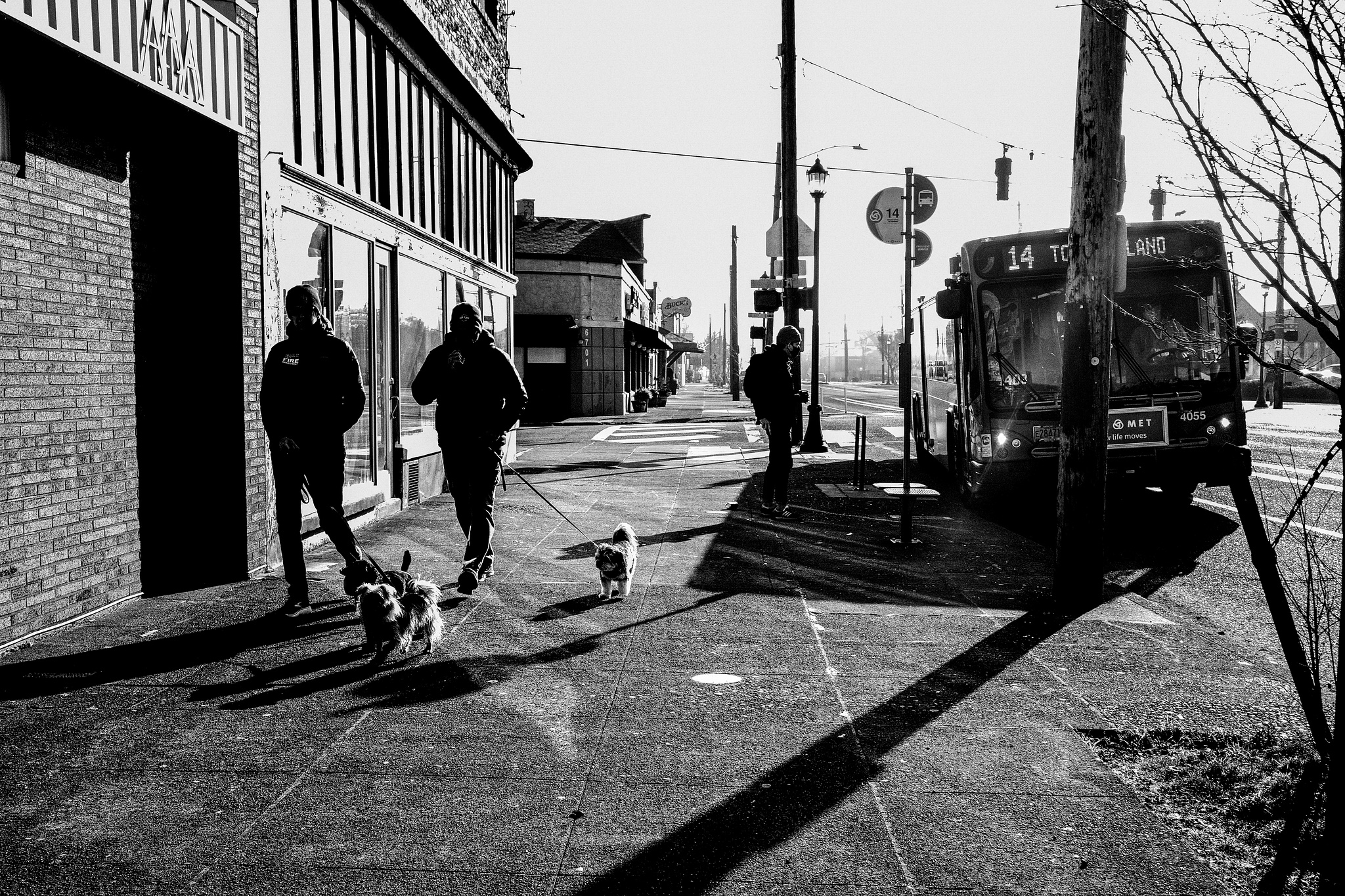 Monochrome. People walking small dogs as passengers board a nearby bus. 