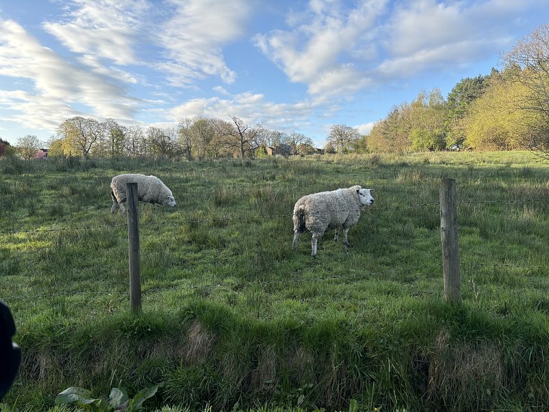 Receiving dirties from the local sheep.